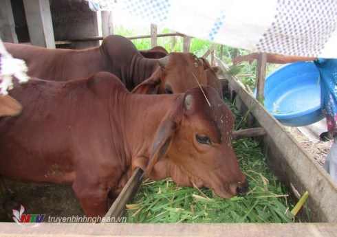 Hướng dẫn cách ủ thức ăn và chăm sóc trâu bò trong dịp Tết (07/02/2018)